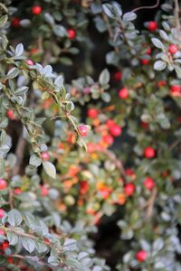 Cotoneaster horizontalis geen maat specificatie cont. 2,0L - afbeelding 2