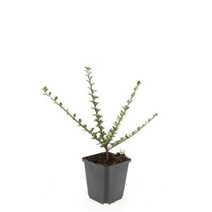 Cotoneaster horizontalis geen maat specificatie 0,55L/P9cm - afbeelding 11