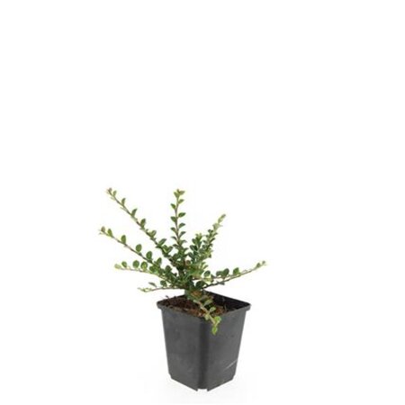 Cotoneaster horizontalis geen maat specificatie 0,55L/P9cm - afbeelding 4