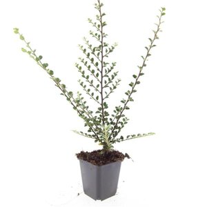 Cotoneaster horizontalis geen maat specificatie 0,55L/P9cm - afbeelding 3