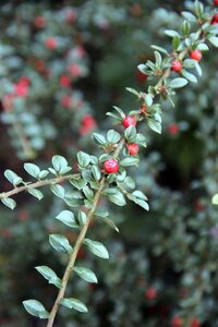 Cotoneaster horizontalis geen maat specificatie 0,55L/P9cm - afbeelding 6