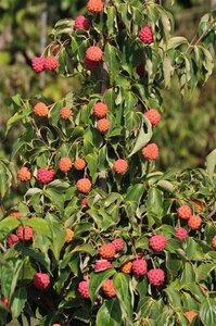 Cornus kousa chinensis 150-175 cm met kluit - afbeelding 1