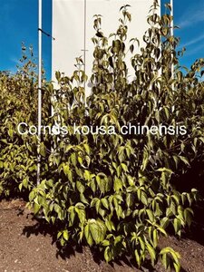 Cornus kousa chinensis 150-175 cm met kluit - afbeelding 2