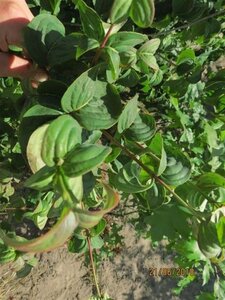 Cornus kousa chinensis 150-175 cm met kluit - afbeelding 9