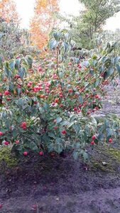 Cornus kousa chinensis 150-175 cm met kluit - afbeelding 8