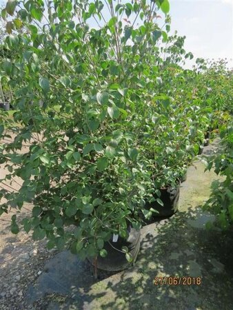 Cornus kousa chinensis 150-175 cm met kluit - afbeelding 7