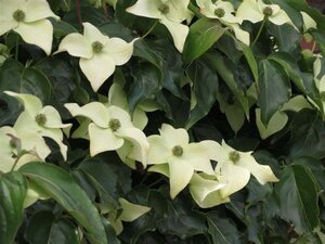 Cornus kousa chinensis 150-175 cm met kluit - afbeelding 6