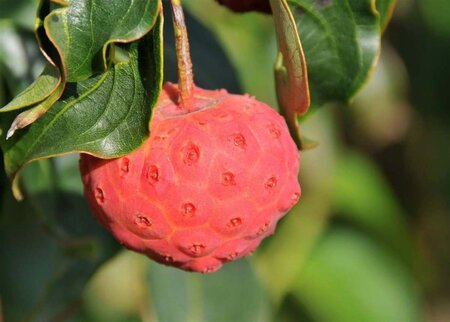 Cornus kousa chinensis 150-175 cm met kluit - afbeelding 5