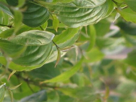 Cornus kousa chinensis 150-175 cm met kluit - afbeelding 4