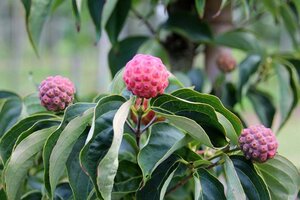 Cornus kousa chinensis 80-100 cm met kluit - afbeelding 1