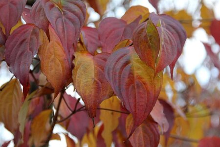 Cornus kousa chinensis 80-100 cm met kluit - afbeelding 13