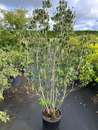 Cornus k. 'Milky Way' 175-200 cm cont. 20L - afbeelding 3