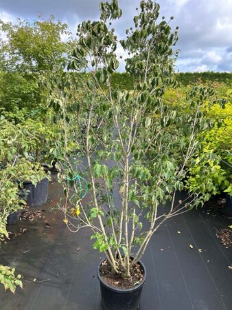 Cornus k. 'Milky Way' 175-200 cm cont. 20L - afbeelding 2