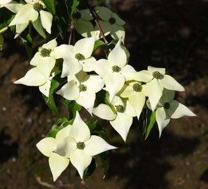 Cornus k. 'Milky Way' 60-80 cm met kluit - afbeelding 1