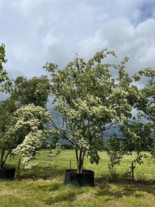 Cornus kousa 500-600 cm container meerstammig solitair