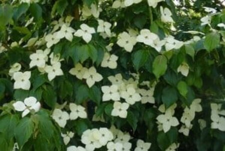 Cornus k. 'Schmetterling' (White Fountain) 60-80 cm met kluit - afbeelding 1