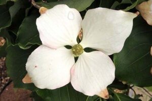 Cornus k. 'Schmetterling' (White Fountain) 60-80 cm met kluit - afbeelding 2