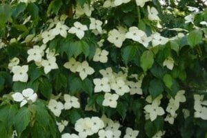 Cornus k. 'Schmetterling' (White Fountain) 80-100 cm met kluit - afbeelding 1