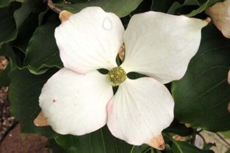 Cornus k. 'Schmetterling' (White Fountain) 80-100 cm met kluit - afbeelding 2