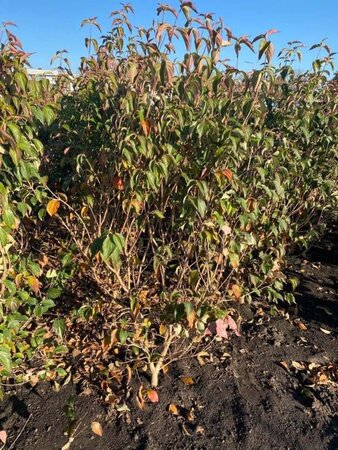 Cornus k. 'Weisse Fontaine' 150-175 cm met kluit solitair - afbeelding 2