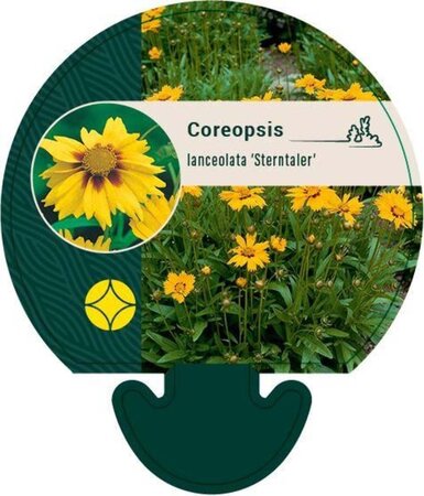 Coreopsis lanceolata 'Sterntaler' geen maat specificatie 0,55L/P9cm - afbeelding 2