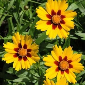 Coreopsis lanceolata 'Sterntaler' geen maat specificatie 0,55L/P9cm - afbeelding 3