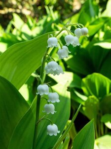 Convallaria majalis geen maat specificatie 0,55L/P9cm - afbeelding 2