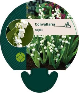 Convallaria majalis geen maat specificatie 0,55L/P9cm - afbeelding 4