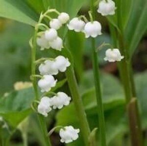 Convallaria majalis geen maat specificatie 0,55L/P9cm - afbeelding 3