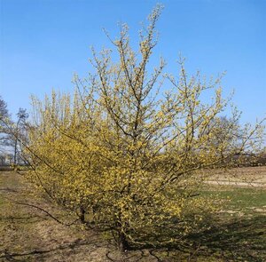 Cornus mas 60-80 cm cont. 7,5L - afbeelding 11