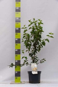 Cornus mas 80-100 cm cont. 7,5L - afbeelding 1