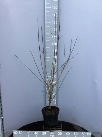 Cornus mas 80-100 cm cont. 7,5L - afbeelding 9