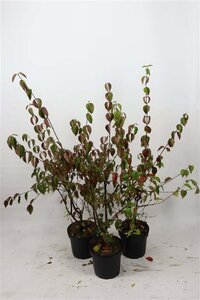 Cornus mas 80-100 cm cont. 7,5L - afbeelding 6