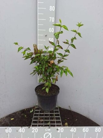 Cornus mas 80-100 cm cont. 7,5L - image 6