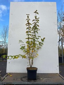 Cornus mas 80-100 cm cont. 7,5L - image 5