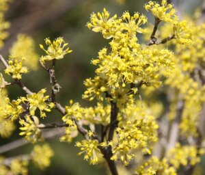 Cornus mas 'Jolico' 60-80 cm cont. 5,0L