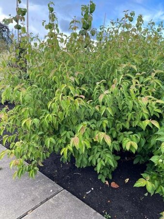 Cornus 'Norman Hadden' 150-175 cm met kluit solitair - afbeelding 1