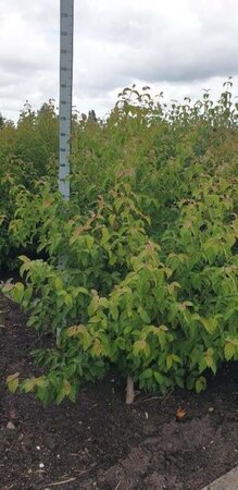 Cornus 'Norman Hadden' 150-175 cm met kluit solitair - afbeelding 2