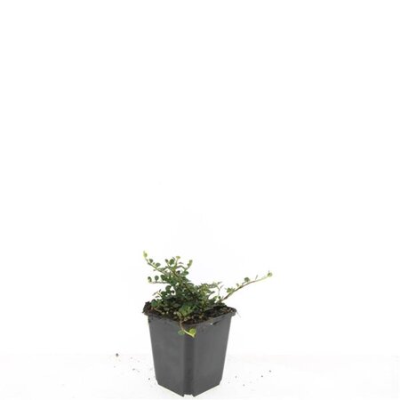 Cotoneaster pr. 'Streib's Findling' geen maat specificatie 0,55L/P9cm - afbeelding 3