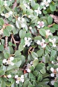 Cotoneaster pr. 'Streib's Findling' geen maat specificatie 0,55L/P9cm - afbeelding 1