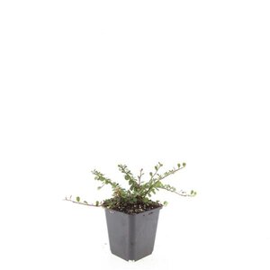 Cotoneaster pr. 'Streib's Findling' geen maat specificatie 0,55L/P9cm - afbeelding 4