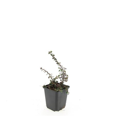 Cotoneaster pr. 'Streib's Findling' geen maat specificatie 0,55L/P9cm - afbeelding 5