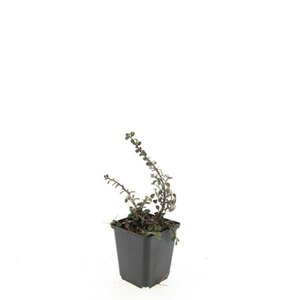 Cotoneaster pr. 'Streib's Findling' geen maat specificatie 0,55L/P9cm - afbeelding 5