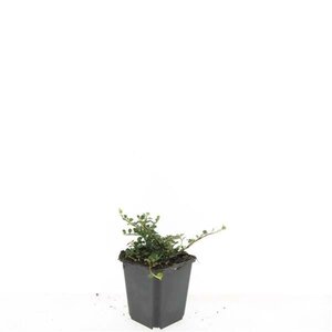 Cotoneaster pr. 'Streib's Findling' geen maat specificatie 0,55L/P9cm - afbeelding 2