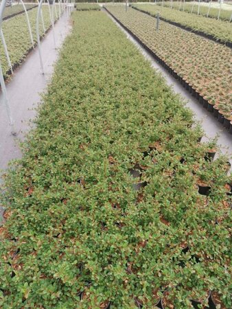 Cotoneaster radicans 'Eichholz' geen maat specificatie cont. 1L - afbeelding 4