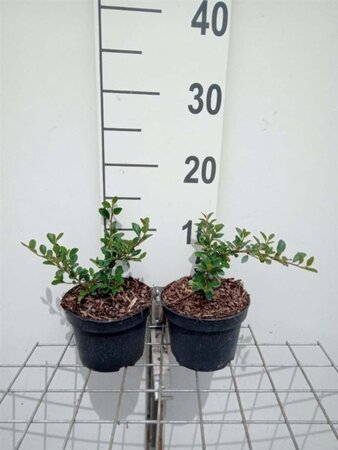 Cotoneaster radicans 'Eichholz' geen maat specificatie cont. 1L - afbeelding 3