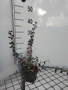 Cotoneaster radicans 'Eichholz' geen maat specificatie cont. 1L - afbeelding 6