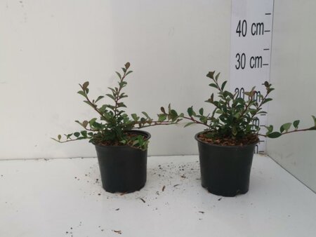 Cotoneaster radicans 'Eichholz' geen maat specificatie cont. 1L - afbeelding 5