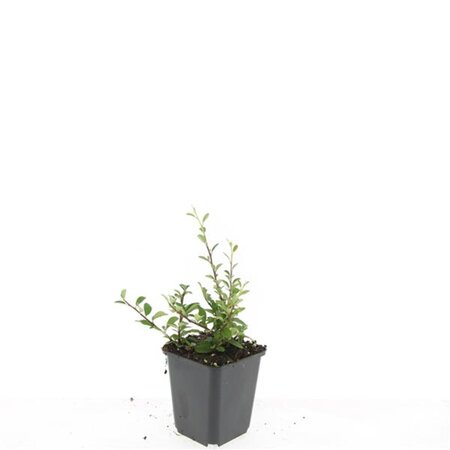 Cotoneaster radicans 'Eichholz' geen maat specificatie 0,55L/P9cm - afbeelding 4