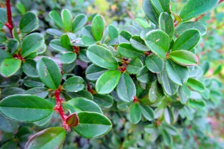 Cotoneaster radicans 'Eichholz' geen maat specificatie 0,55L/P9cm - afbeelding 15